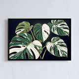 Variegated Monstera Leaves on Dark Background