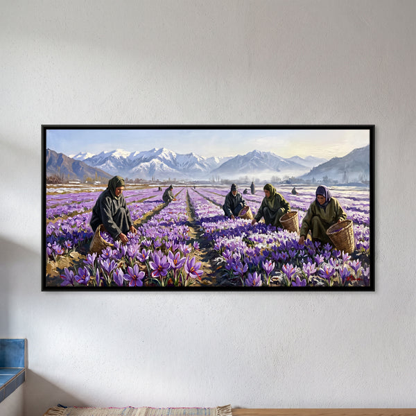 Workers Harvesting Purple Saffron Crocus Below Snowy Mountains